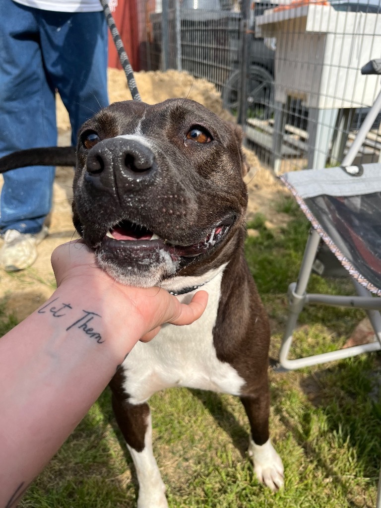 H302, an adoptable Terrier in Mullins, SC, 29574 | Photo Image 5