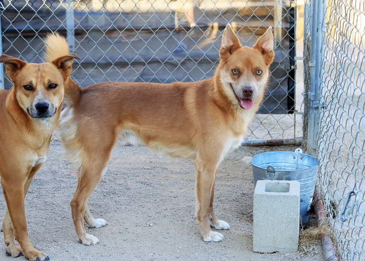 Australian shepherd best sale dingo mix