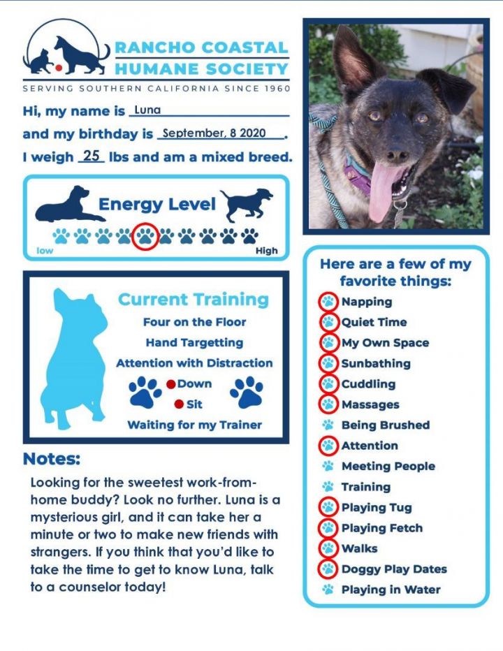 Dog for adoption Luna a Terrier Mix in Encinitas CA Petfinder