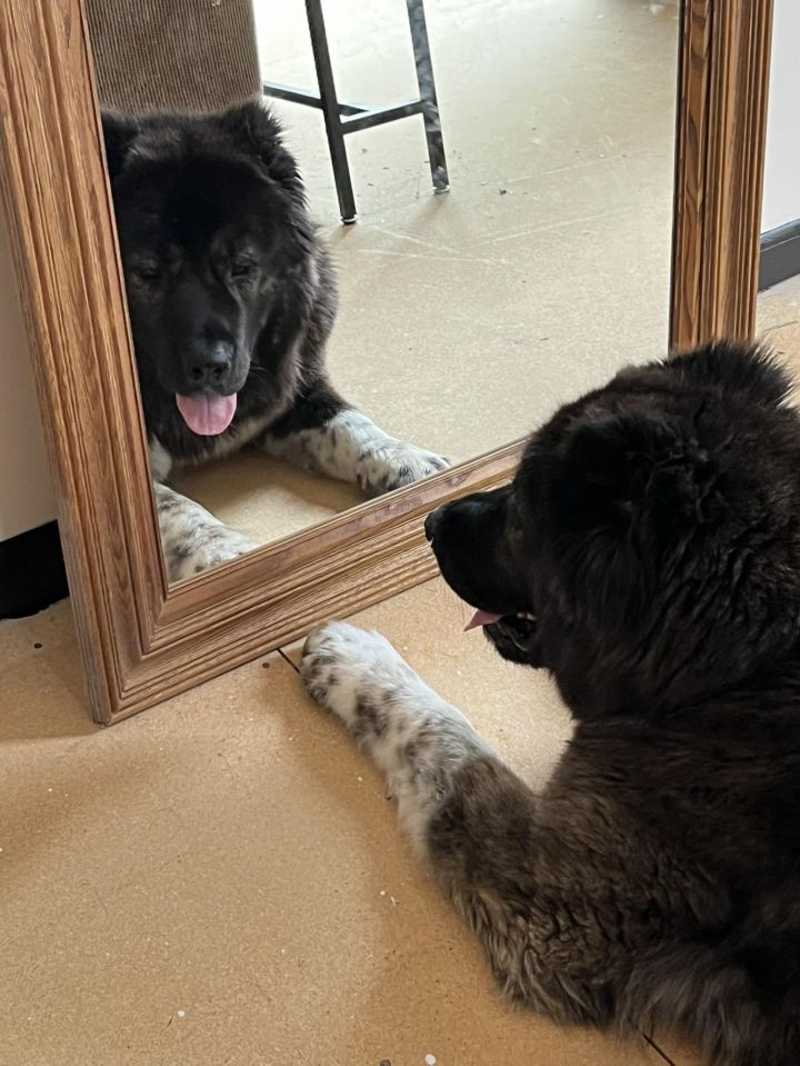 Newfoundland store sheepdog mix