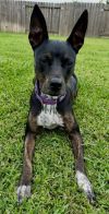 DAISEY photo 3