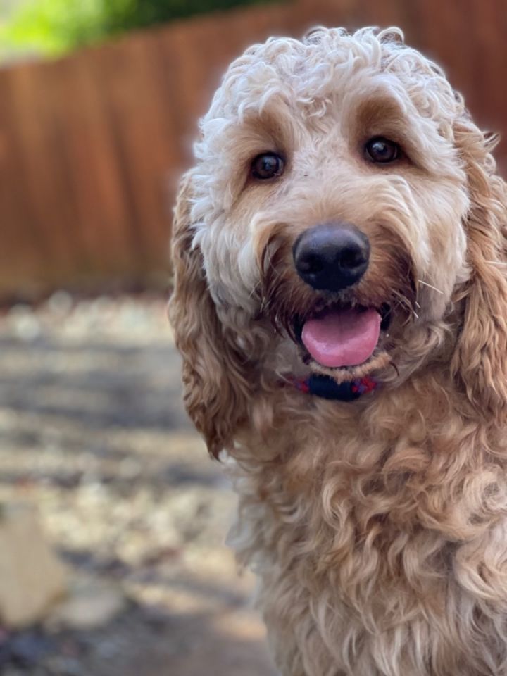 Goldendoodle available best sale for adoption