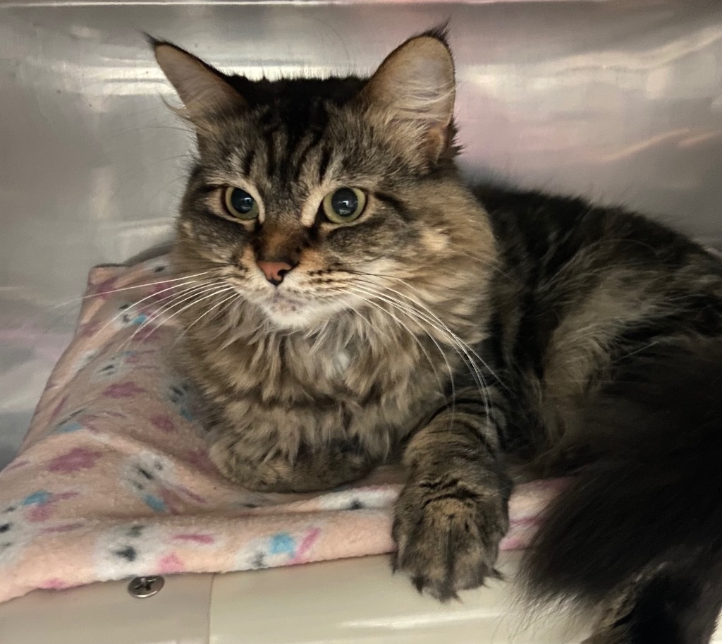 Baby Phat, an adoptable Domestic Long Hair in Virginia, MN, 55792 | Photo Image 1