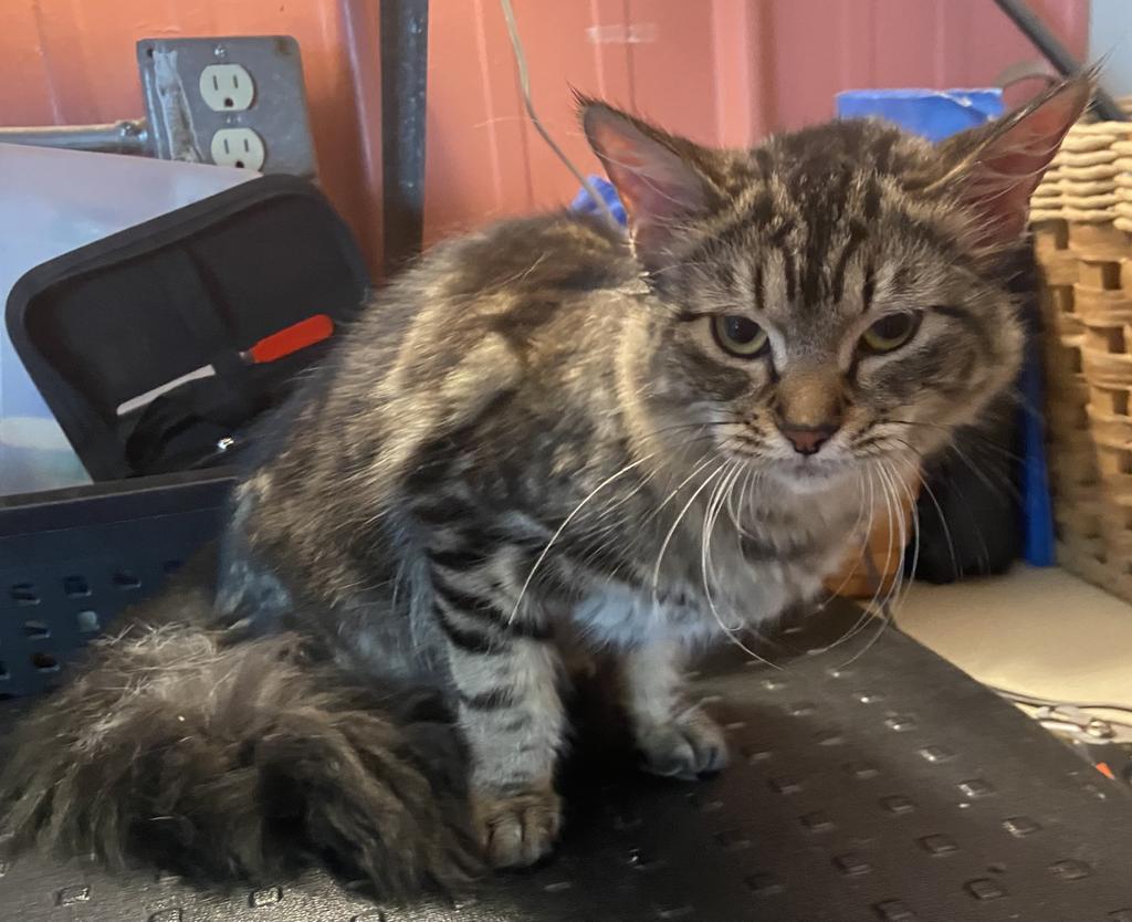 Baby Phat, an adoptable Domestic Long Hair in Virginia, MN, 55792 | Photo Image 2