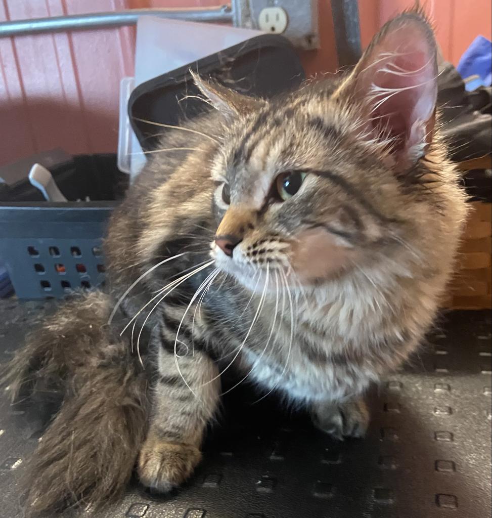 Baby Phat, an adoptable Domestic Long Hair in Virginia, MN, 55792 | Photo Image 3