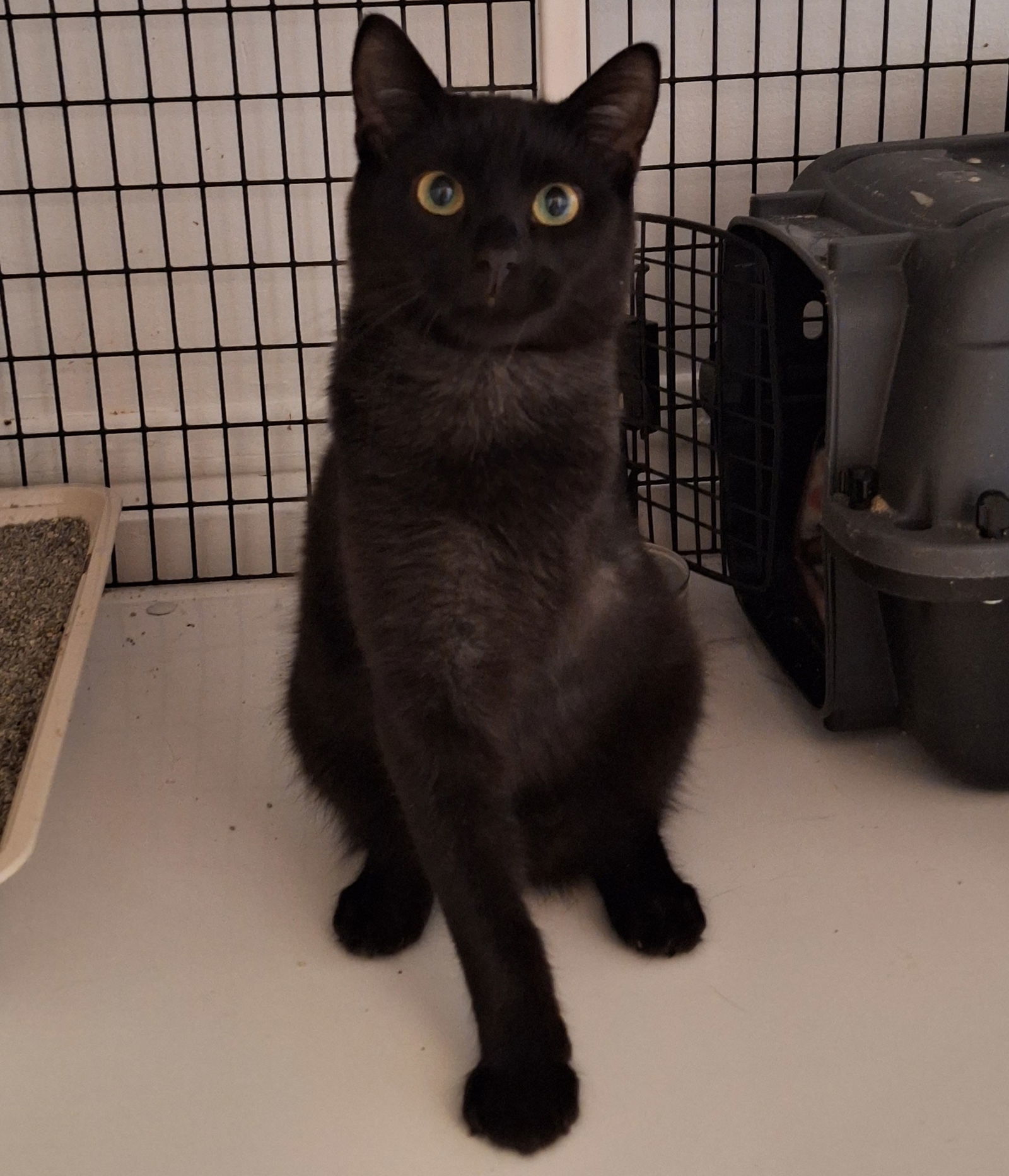 Elvis