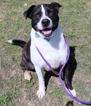 Frankie, Adult Male Mixed Breed