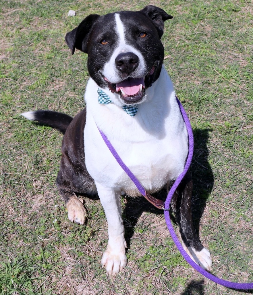 Frankie, an adoptable Mixed Breed in Jonesboro, AR, 72401 | Photo Image 1