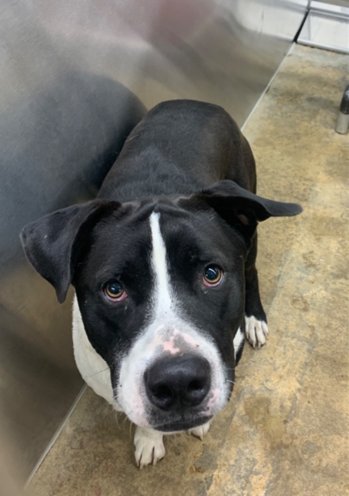 Frankie, an adoptable Mixed Breed in Jonesboro, AR, 72401 | Photo Image 2