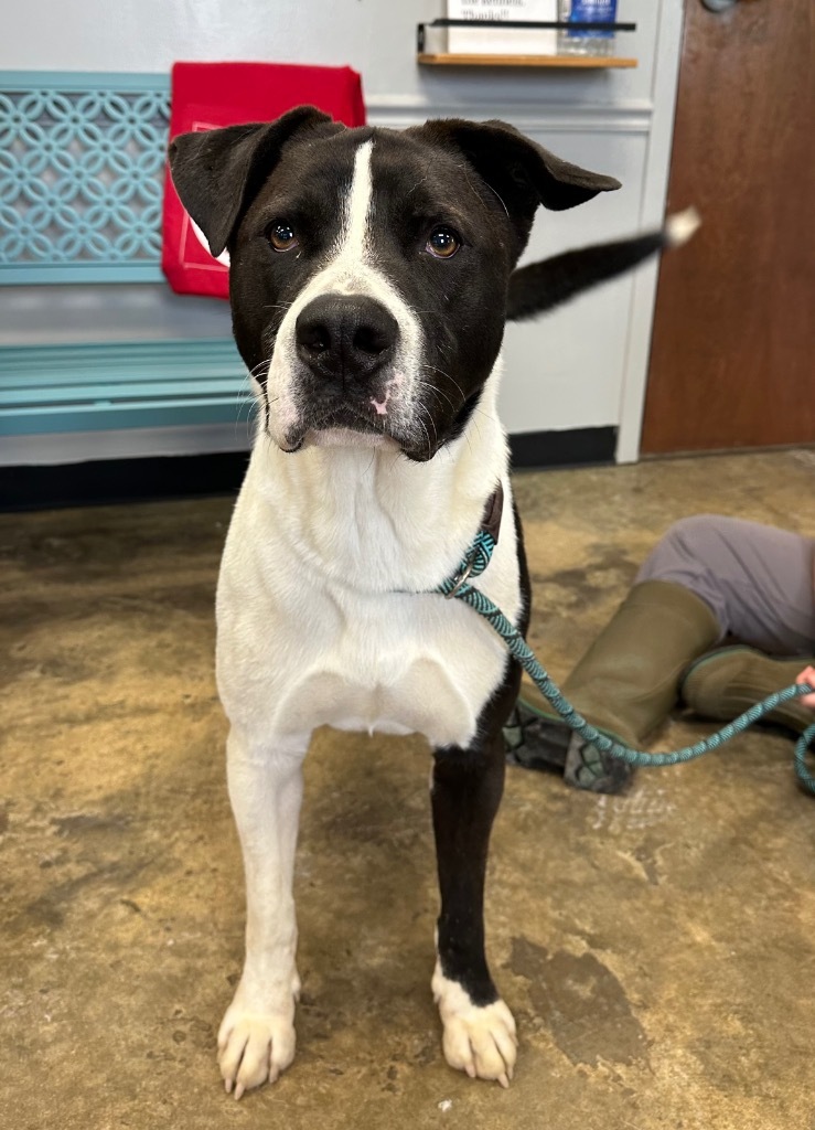 Frankie, an adoptable Mixed Breed in Jonesboro, AR, 72401 | Photo Image 3