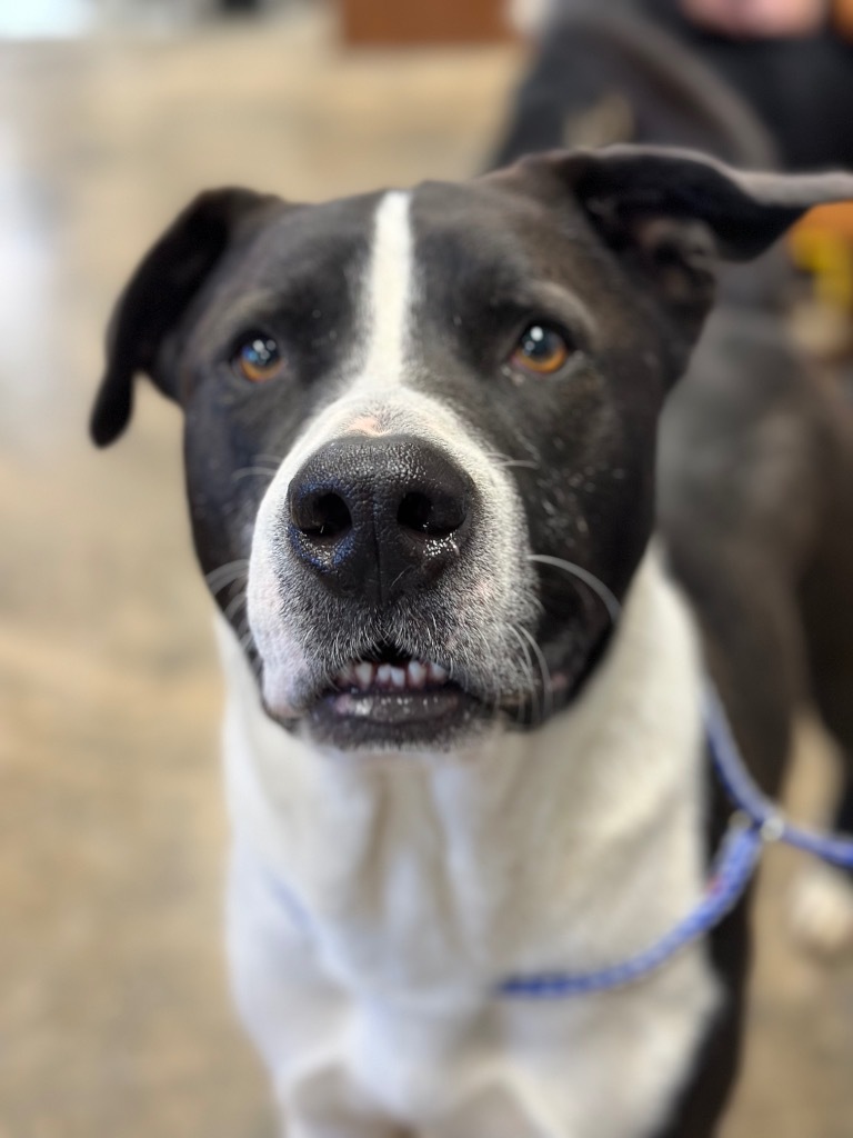 Frankie, an adoptable Mixed Breed in Jonesboro, AR, 72401 | Photo Image 4