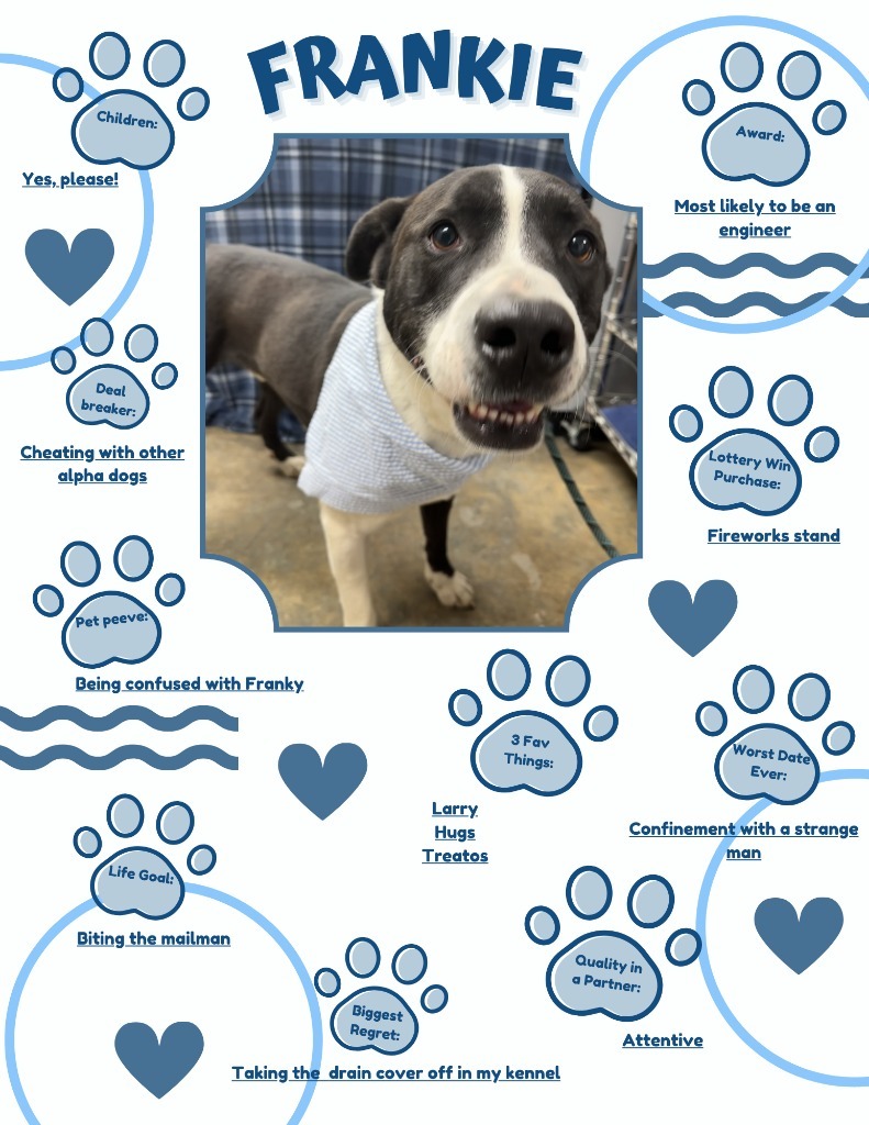 Frankie, an adoptable Mixed Breed in Jonesboro, AR, 72401 | Photo Image 5