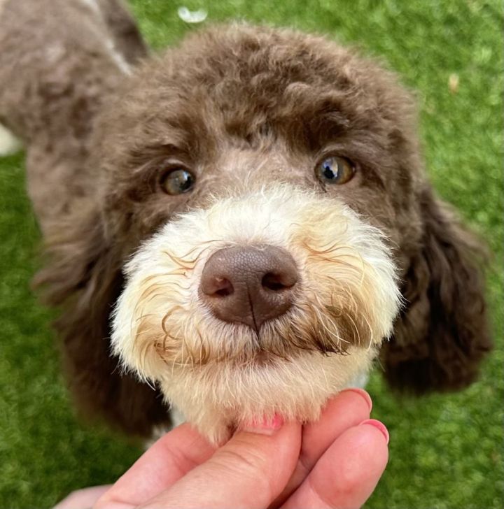 Thorn , an adoptable Goldendoodle & Poodle Mix in Los Alamitos, CA_image-2