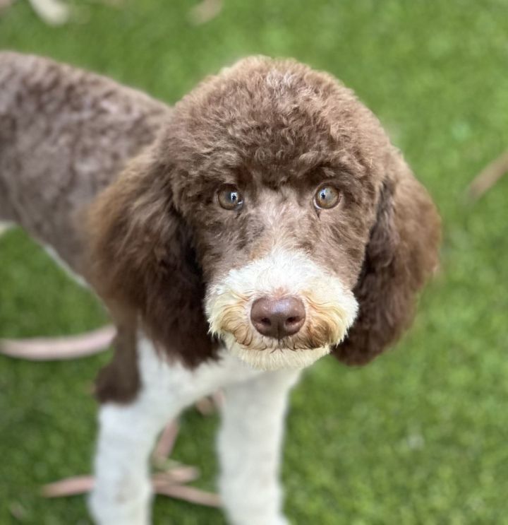 Thorn , an adoptable Goldendoodle & Poodle Mix in Los Alamitos, CA_image-1