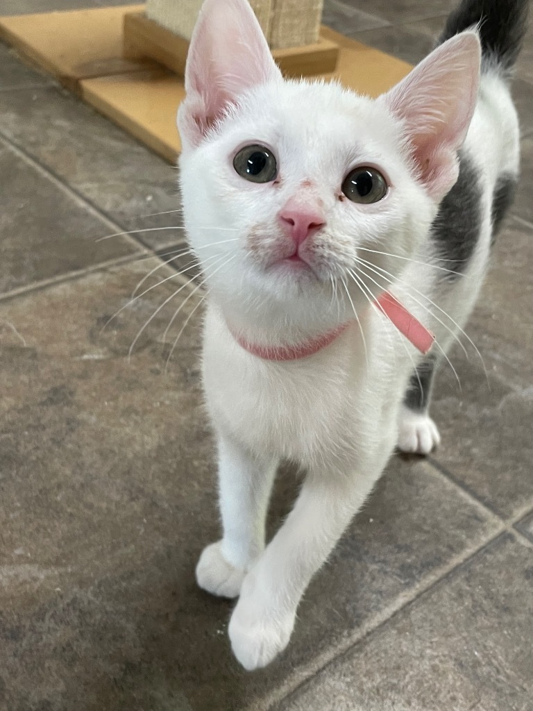 Town of Oyster Bay Animal Shelter Adopt Don't Shop