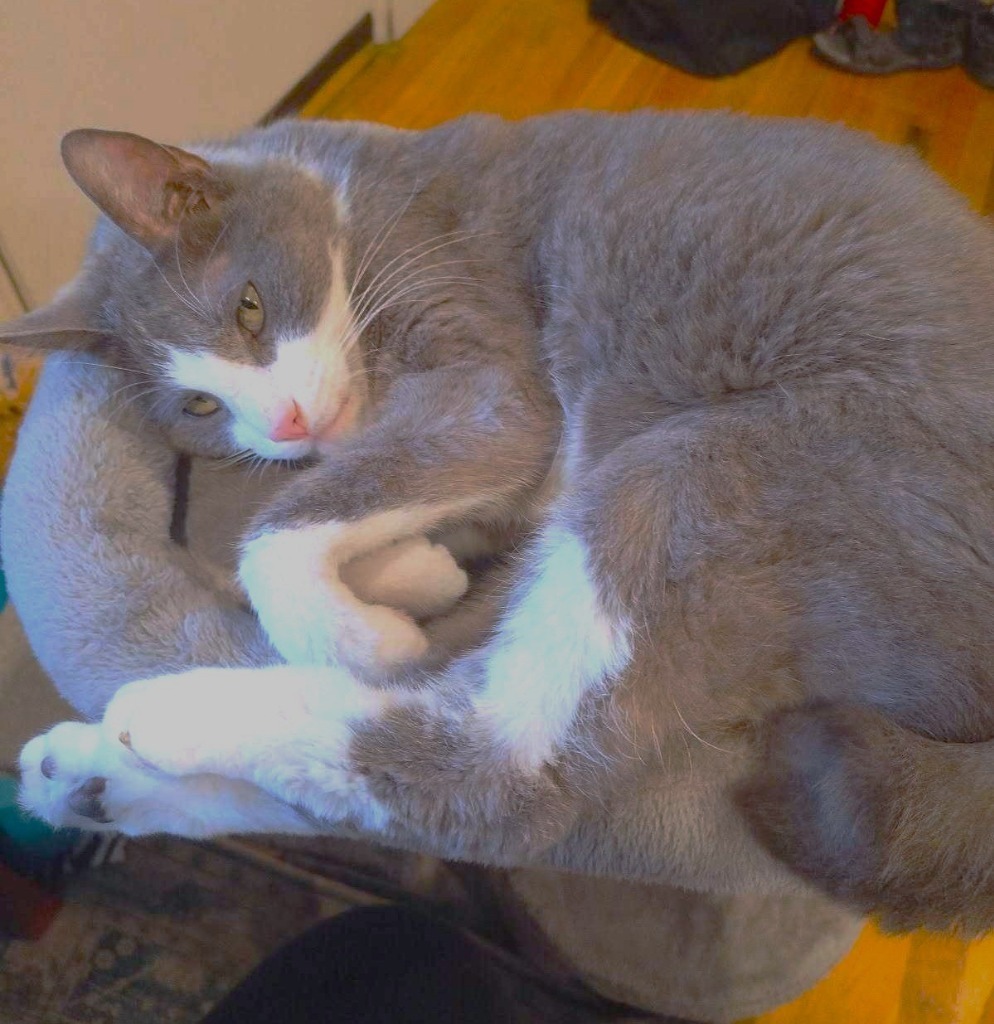 Dillon, an adoptable Domestic Short Hair in Salt Lake City, UT, 84117 | Photo Image 1