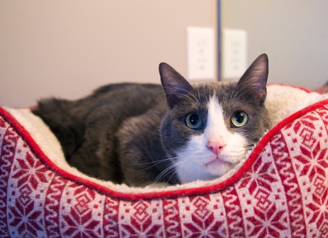 Dillon, an adoptable Domestic Short Hair in Salt Lake City, UT, 84117 | Photo Image 4