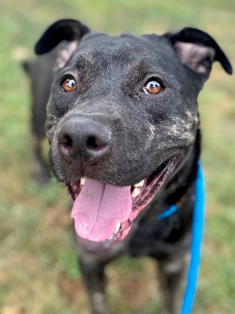 Arugula, an adoptable Pit Bull Terrier in Chico, CA, 95928 | Photo Image 1