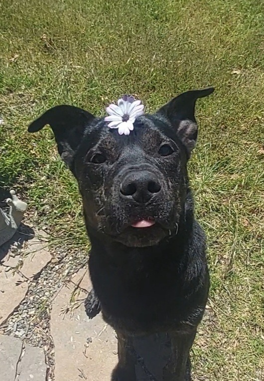 Arugula, an adoptable Pit Bull Terrier in Chico, CA, 95928 | Photo Image 4