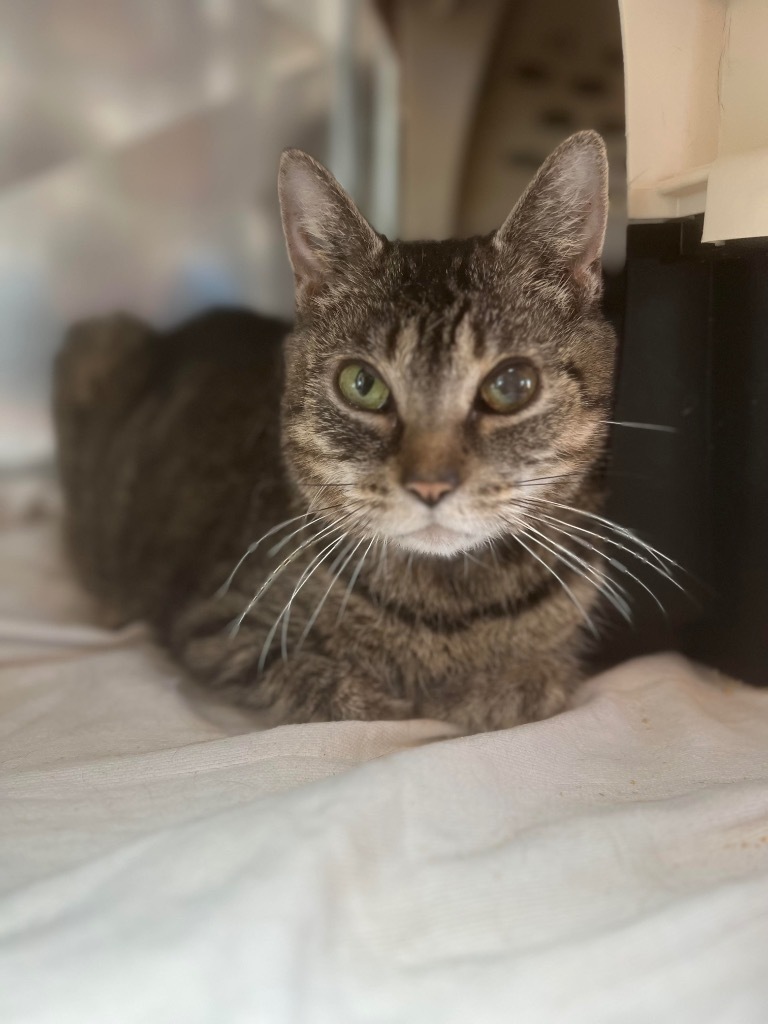 LEANNA, an adoptable Domestic Short Hair in Hartville, WY, 82215 | Photo Image 1