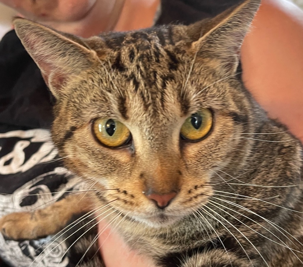 MARTINA, an adoptable Domestic Short Hair in Hartville, WY, 82215 | Photo Image 1