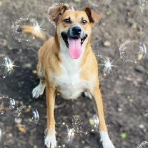 Niabi JC, an adoptable Whippet, Mixed Breed in Austin, TX, 78701 | Photo Image 1