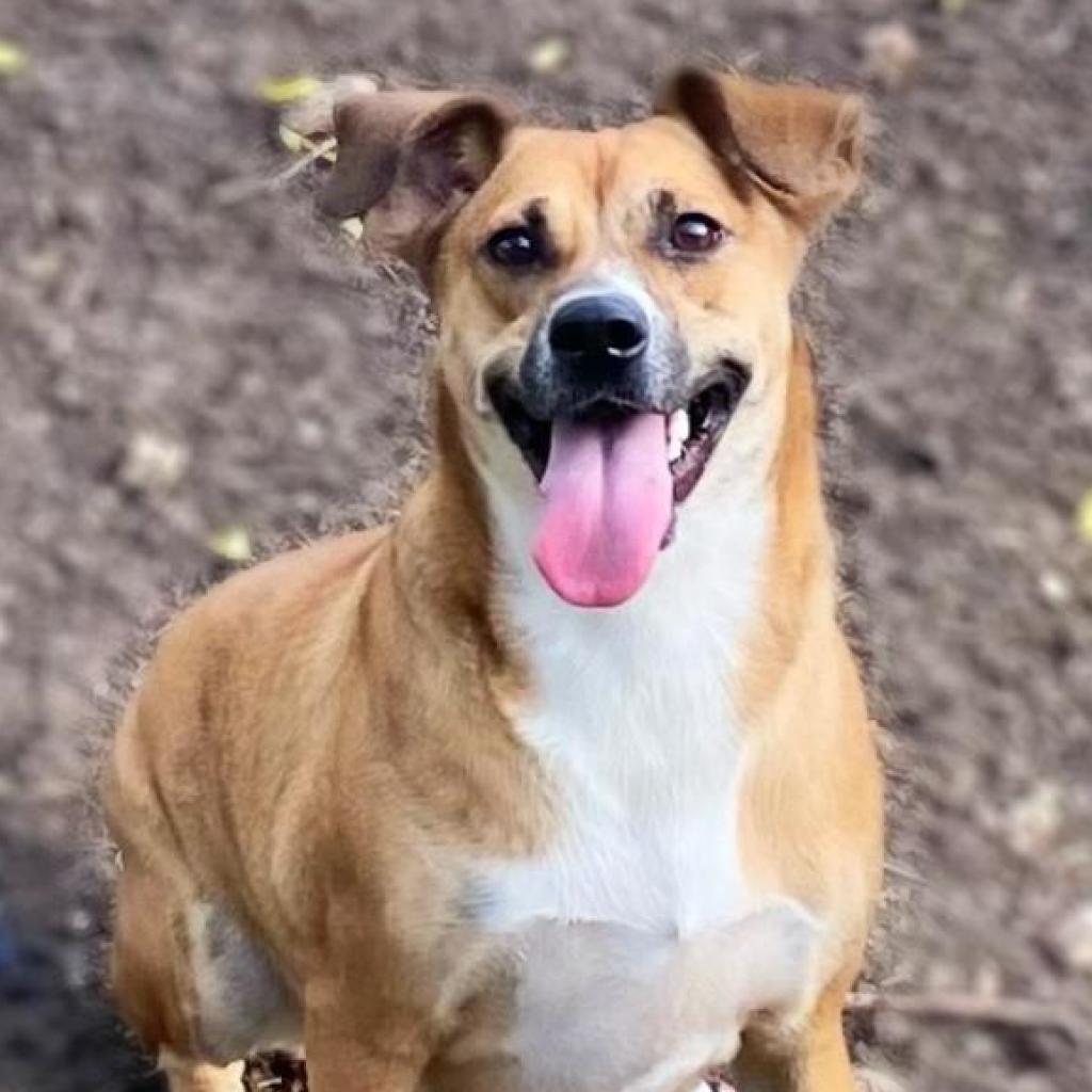 Niabi JC, an adoptable Whippet, Mixed Breed in Austin, TX, 78701 | Photo Image 1