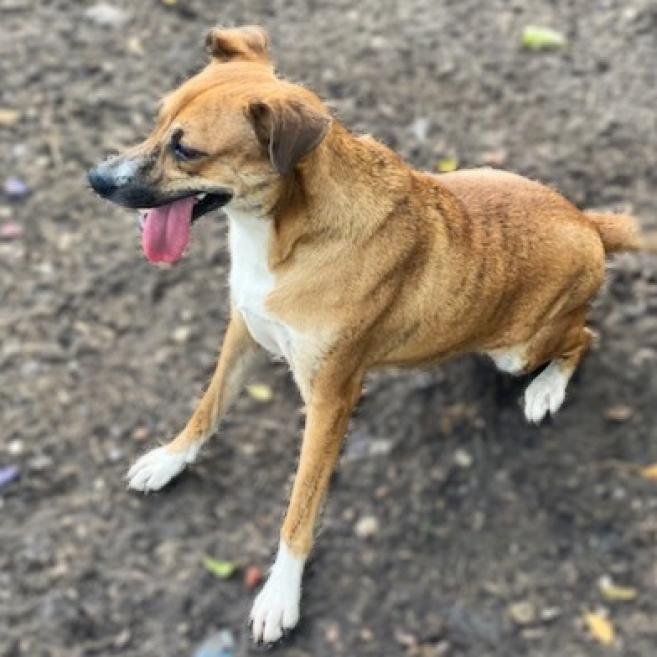 Niabi JC, an adoptable Whippet, Mixed Breed in Austin, TX, 78701 | Photo Image 1