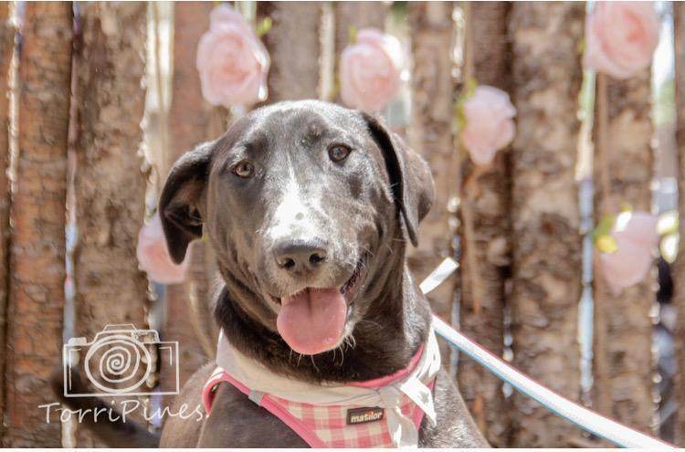 Fidget Fiesta AKA Socks, an adoptable Bull Terrier in Albuquerque, NM, 87154 | Photo Image 1