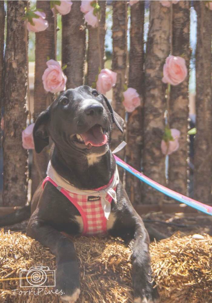 Fidget Fiesta AKA Socks, an adoptable Bull Terrier in Albuquerque, NM, 87154 | Photo Image 2