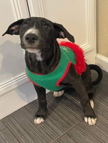 Fidget Fiesta AKA Socks, an adoptable Bull Terrier in Albuquerque, NM, 87154 | Photo Image 3