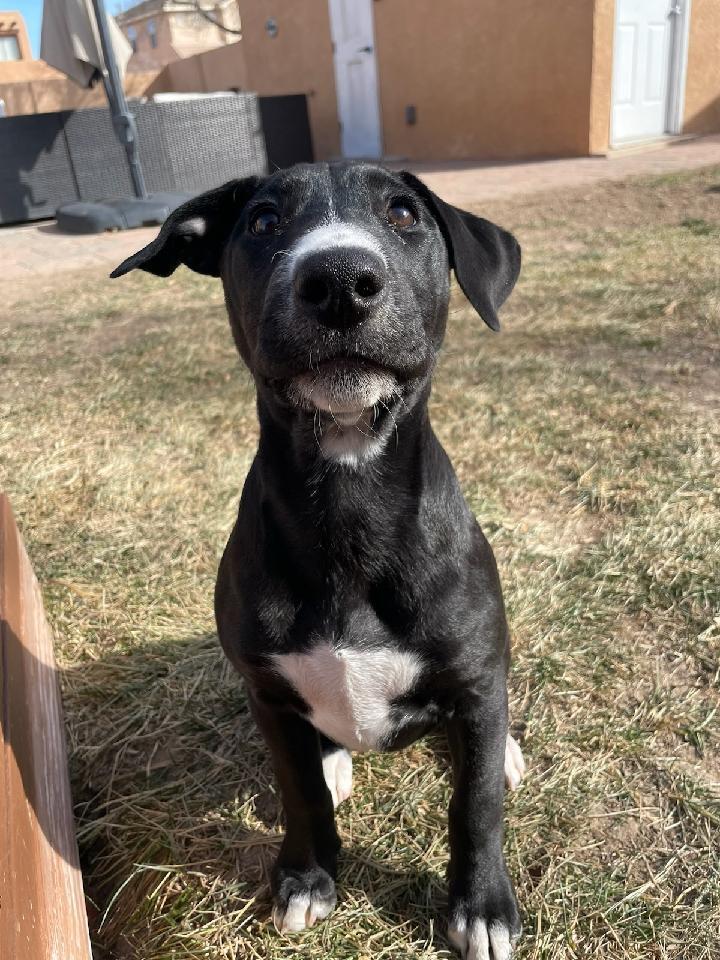 Fidget Fiesta AKA Socks, an adoptable Bull Terrier in Albuquerque, NM, 87154 | Photo Image 4