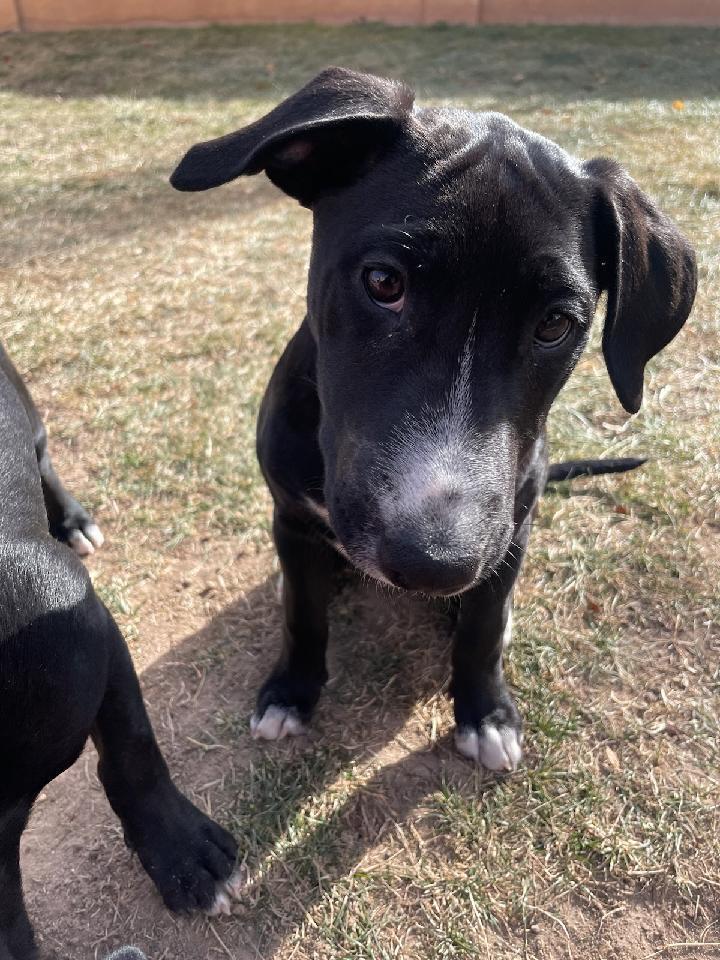 Fidget Fiesta AKA Socks, an adoptable Bull Terrier in Albuquerque, NM, 87154 | Photo Image 5