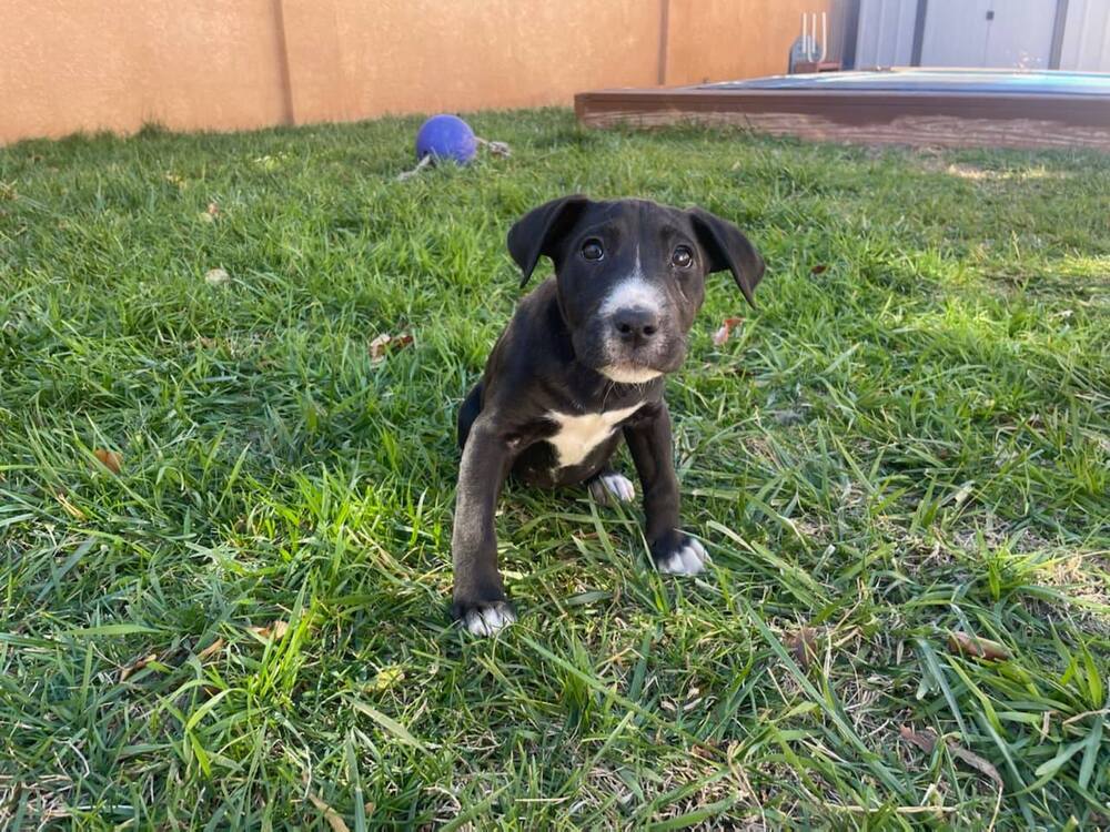 Fidget Fiesta AKA Socks, an adoptable Bull Terrier in Albuquerque, NM, 87154 | Photo Image 6