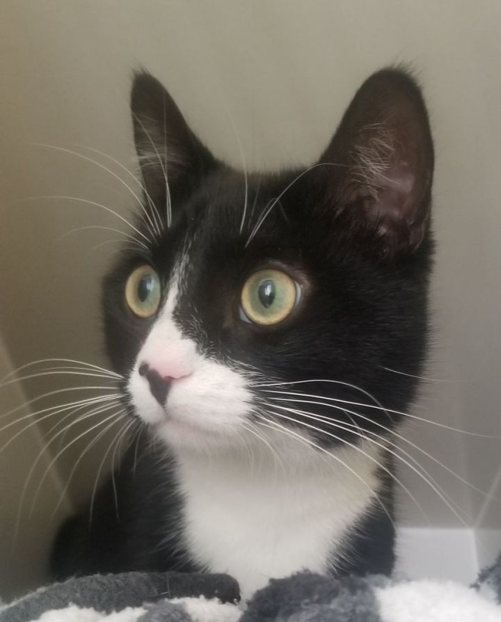 Cat for adoption Scottie, a Domestic Short Hair Mix in Arthurette, NB