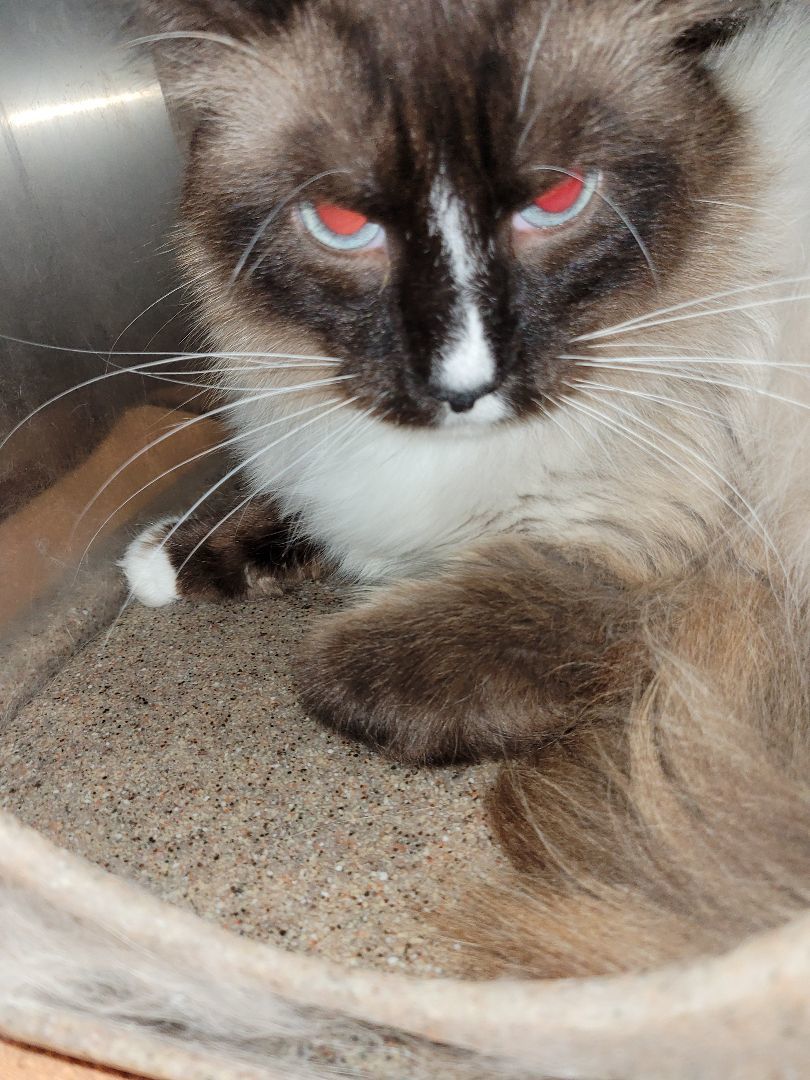 Cat for adoption Barn Cat Lyric, a Snowshoe in Winchester, VA