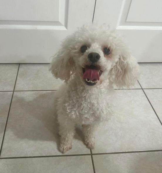 Toy poodle for outlet rehoming