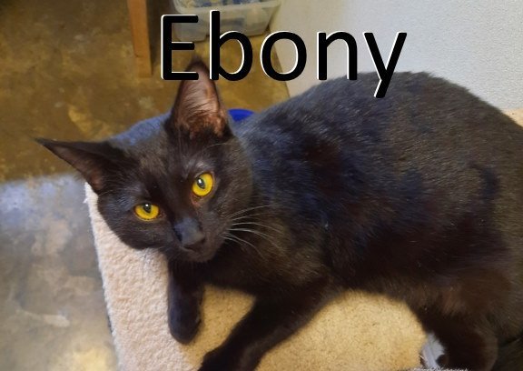 Ebony, an adoptable Domestic Short Hair in Mountain View, AR, 72560 | Photo Image 1