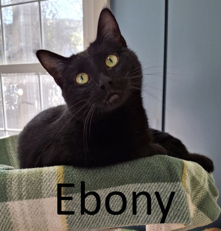 Ebony, an adoptable Domestic Short Hair in Mountain View, AR, 72560 | Photo Image 1