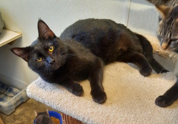 Ebony, an adoptable Domestic Short Hair in Mountain View, AR, 72560 | Photo Image 2
