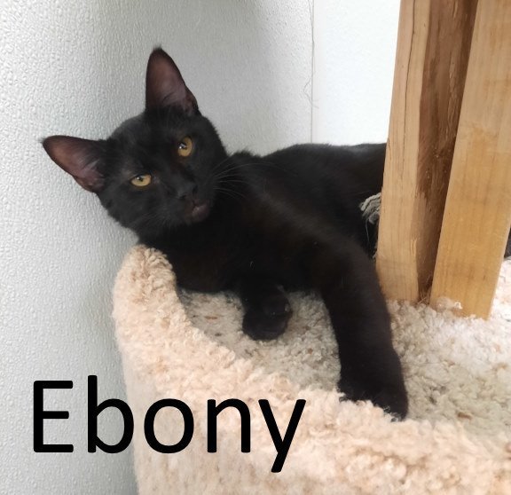 Ebony, an adoptable Domestic Short Hair in Mountain View, AR, 72560 | Photo Image 3