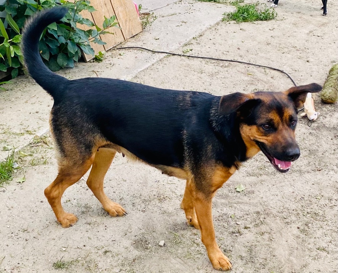 Dog For Adoption - Shadow, A German Shepherd Dog & Black Labrador 