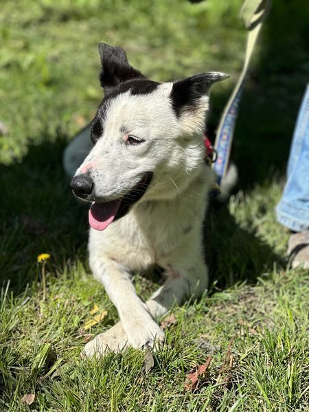 Ellie, an adoptable Border Collie Mix in Elmsford, NY_image-2