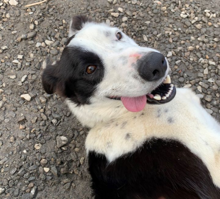 Ellie, an adoptable Border Collie Mix in Elmsford, NY_image-3