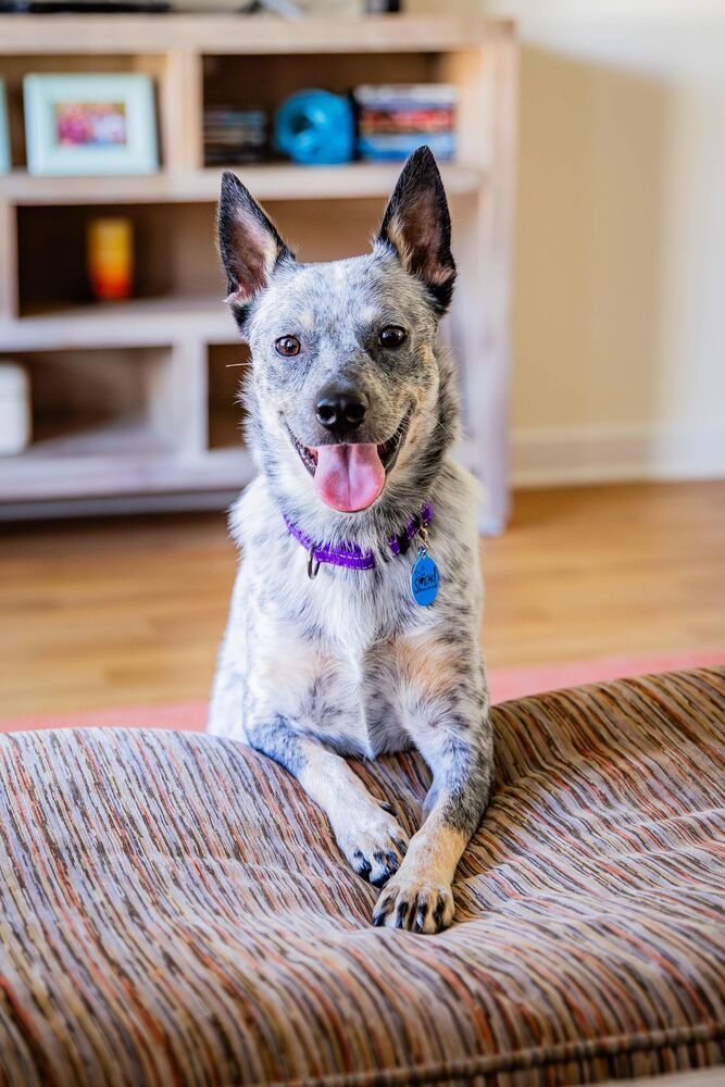 Minnie, an adoptable Australian Cattle Dog / Blue Heeler in Atlanta, GA_image-2