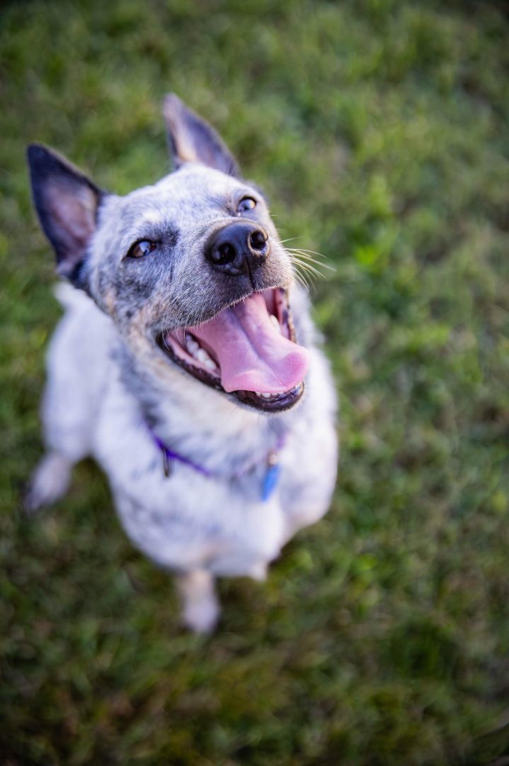 Minnie, an adoptable Australian Cattle Dog / Blue Heeler in Atlanta, GA_image-3