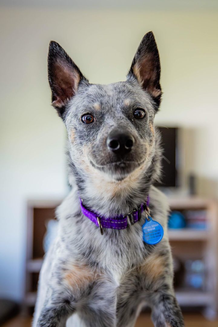 Minnie, an adoptable Australian Cattle Dog / Blue Heeler in Atlanta, GA_image-5