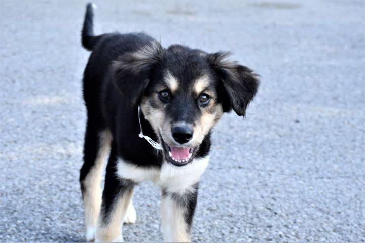 Sunny, an adoptable German Shepherd Dog & Great Pyrenees Mix in Stormville, NY_image-3
