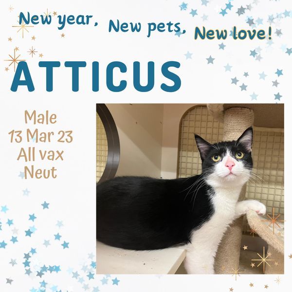 Atticus, an adoptable Domestic Short Hair, Tuxedo in Sumter, SC, 29150 | Photo Image 1