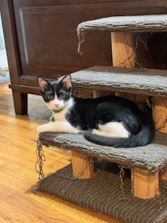 Atticus, an adoptable Domestic Short Hair, Tuxedo in Sumter, SC, 29150 | Photo Image 2